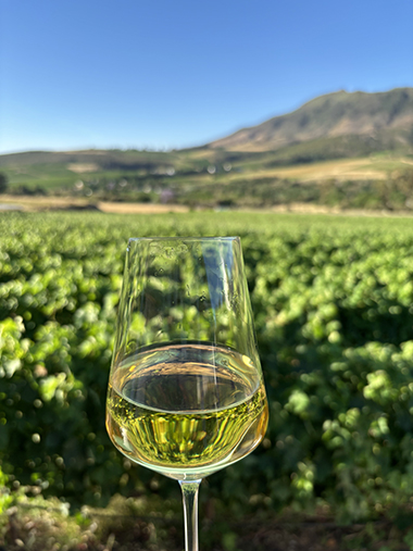 Südafrika Bikereise Weinfeld