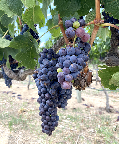 Weingut Südafrika Bikereise