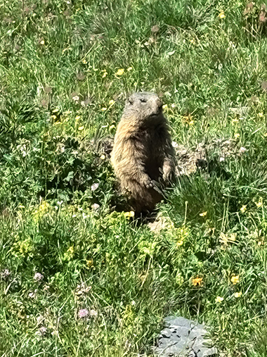 Lenzerheide Bikecamp Murmeltier