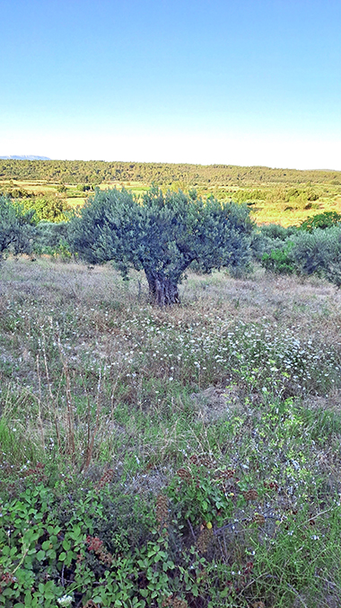 Cravelcamp Provence Aussicht