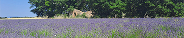 Cravelcamp Provence Lavendel